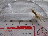  (Eunice frauenfeldi - MACNINVPOLI0091)  @11 [ ] CreativeCommons  Attribution Non-Commercial (by-nc) (2015) Sofia Calla Museo Argentino de Ciencias Naturales "Bernardino Rivadavia"