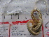  (Eunice austropacifica - MACNINVPOLI0094)  @11 [ ] CreativeCommons  Attribution Non-Commercial (by-nc) (2015) Sofia Calla Museo Argentino de Ciencias Naturales "Bernardino Rivadavia"