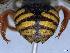  ( - APO_00055)  @11 [ ] CC-BY-NC (2023) ARTHROPOLOGIA ARTHROPOLOGIA