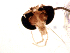  (Polypedilum asakawaense - Song5)  @13 [ ] Copyright (2015) Chao Song College of Life Sciences, Nankai Universtiy