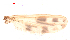  (Polypedilum mengmanense - song114)  @12 [ ] Copyright (2015) Chao Song College of Life Sciences, Nankai University