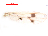  (Polypedilum unifascium - song161)  @12 [ ] Copyright (2015) Chao Song College of Life Sciences, Nankai University