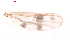  (Polypedilum apiculusetosum - song194)  @12 [ ] Copyright (2015) Chao Song College of Life Sciences, Nankai University