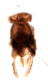  (Polypedilum cf. bakairi - song232)  @11 [ ] Copyright (2015) Chao Song College of Life Sciences, Nankai University