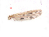  (Polypedilum decematoguttatum - song34)  @12 [ ] Copyright (2015) Chao Song College of Life Sciences, Nankai University