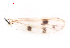  ( - song60)  @12 [ ] Copyright (2015) Chao Song College of Life Sciences, Nankai University