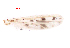  (Polypedilum cf. chaudhurii - song97)  @12 [ ] Copyright (2015) Chao Song College of Life Sciences, Nankai University