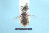  ( - BL1800139)  @11 [ ] Pollen (2018) Christophe Bouget EFNO IRSTEA