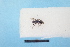  ( - BL1800177)  @11 [ ] Pollen (2018) Christophe Bouget EFNO IRSTEA