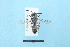  ( - BL1800593)  @11 [ ] Pollen (2018) Christophe Bouget EFNO IRSTEA