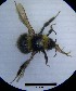  ( - MB00017)  @12 [ ] Pollen (2017) Mathilde Baude University of Orleans