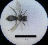  ( - MB00030)  @11 [ ] Pollen (2017) Mathilde Baude University of Orleans