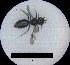  ( - MB00040)  @12 [ ] Pollen (2017) Mathilde Baude University of Orleans