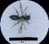  ( - MB00041)  @12 [ ] Pollen (2017) Mathilde Baude University of Orleans