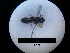  ( - MB00206)  @11 [ ] Pollen (2017) Mathilde Baude University of Orleans