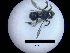  ( - MB00207)  @11 [ ] Pollen (2017) Mathilde Baude University of Orleans