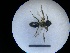 ( - MB00226)  @13 [ ] Pollen (2018) Mathilde Baude University of Orleans