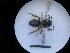  ( - MB00289)  @12 [ ] Pollen (2018) Mathilde Baude University of Orleans