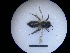  ( - MB00296)  @11 [ ] Pollen (2018) Mathilde Baude University of Orleans