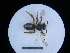  ( - MB00307)  @11 [ ] Pollen (2018) Mathilde Baude University of Orleans