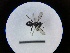  ( - MB00710)  @12 [ ] Pollen (2018) Mathilde Baude University of Orleans