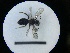  ( - MB00725)  @12 [ ] Pollen (2018) Mathilde Baude University of Orleans