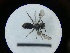  ( - MB00726)  @12 [ ] Pollen (2018) Mathilde Baude University of Orleans