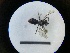  ( - MB00727)  @12 [ ] Pollen (2018) Mathilde Baude University of Orleans