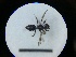  ( - MB00728)  @12 [ ] Pollen (2018) Mathilde Baude University of Orleans