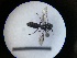  ( - MB00731)  @12 [ ] Pollen (2018) Mathilde Baude University of Orleans