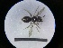  ( - MB00732)  @12 [ ] Pollen (2018) Mathilde Baude University of Orleans