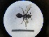  ( - MB00733)  @12 [ ] Pollen (2018) Mathilde Baude University of Orleans