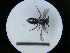  ( - MB00736)  @12 [ ] Pollen (2018) Mathilde Baude University of Orleans