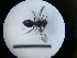  ( - MB00737)  @12 [ ] Pollen (2018) Mathilde Baude University of Orleans
