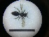 ( - MB00738)  @12 [ ] Pollen (2018) Mathilde Baude University of Orleans