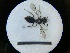  ( - MB00740)  @12 [ ] Pollen (2018) Mathilde Baude University of Orleans