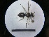  ( - MB00741)  @12 [ ] Pollen (2018) Mathilde Baude University of Orleans