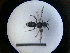 ( - MB00742)  @12 [ ] Pollen (2018) Mathilde Baude University of Orleans