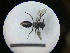  ( - MB00746)  @13 [ ] Pollen (2018) Mathilde Baude University of Orleans