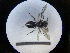  ( - MB00750)  @12 [ ] Pollen (2018) Mathilde Baude University of Orleans