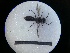  ( - MB00754)  @12 [ ] Pollen (2018) Mathilde Baude University of Orleans