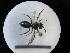  ( - MB00757)  @12 [ ] Pollen (2018) Mathilde Baude University of Orleans