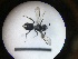  ( - MB00768)  @12 [ ] Pollen (2018) Mathilde Baude University of Orleans