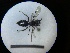  ( - MB00769)  @12 [ ] Pollen (2018) Mathilde Baude University of Orleans