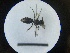  ( - MB00784)  @12 [ ] Pollen (2018) Mathilde Baude University of Orleans