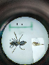  ( - MB01012)  @12 [ ] Pollen (2018) Mathilde Baude University of Orleans