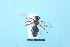  ( - TO1700056)  @12 [ ] Pollen (2018) Carlos Lopez-Vaamonde University of Tours