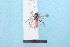  ( - TO1800032)  @12 [ ] Pollen (2018) Carlos Lopez-Vaamonde University of Tours