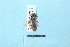  ( - TO1800153)  @11 [ ] Pollen (2018) Carlos Lopez-Vaamonde University of Tours