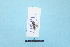  ( - TO1800617)  @11 [ ] Pollen (2018) Carlos Lopez-Vaamonde University of Tours